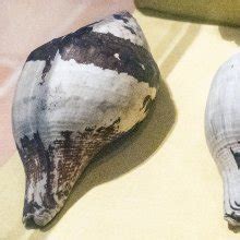 Image result for How Are Conch Shells Formed