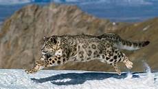 Snow Leopard Image by Blood Of High Altitude Snow Leopards Surprisingly Similar Snow Leopard Image