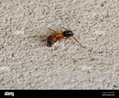 A Florida carpenter ant, Camponotus floridanus Stock Photo - Alamy