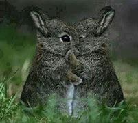 Image result for Bunny Hugged