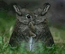 Image result for Bunnies Hugging Black and White