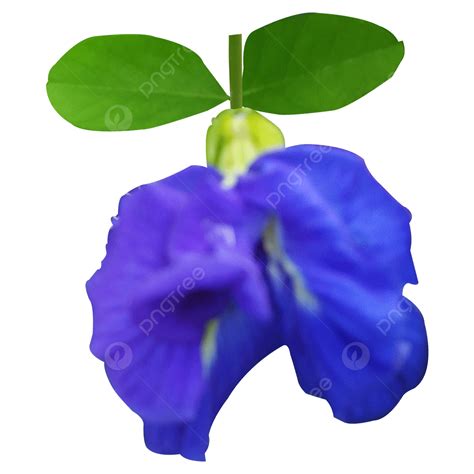Blue Green Flowers PNG Transparent, Blue Aparajita Flowers With Green ...