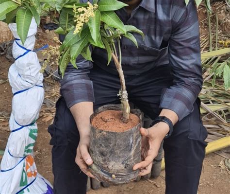 Fruits – Takaa Nursery
