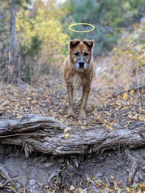The Asher House Store
