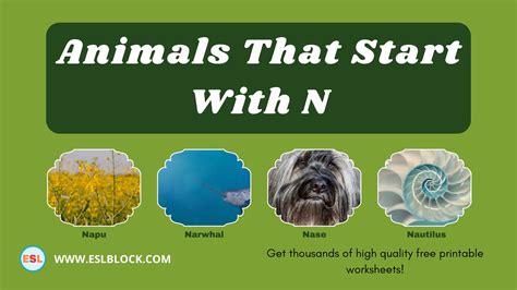 Animals That Start With N – English as a Second Language