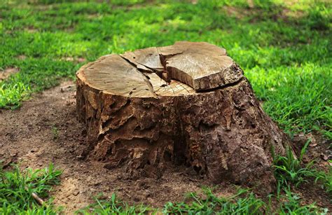 How to Rot a Stump: The Easiest Way to Remove a Stump Naturally ...