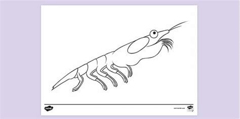 Plankton Colouring | Colouring Sheets