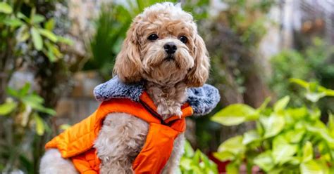 Image result for Miniature Cockapoo Dogs