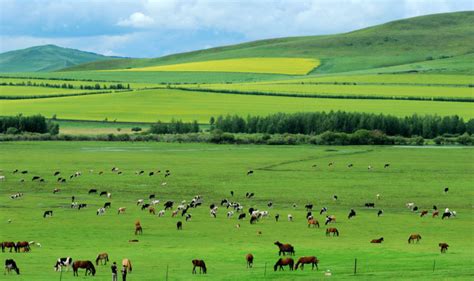 内蒙古有哪些草原在哪些地方_百度知道