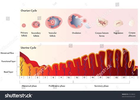 Ovulation Chart Showing Ovarian Cycle Uterine Stock Illustration ...
