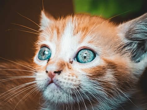 Did The Cat With Star Eyes Emoji Exsisted Pictures | Download Free ...