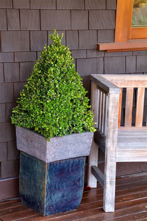 Winter Gem Boxwood | Green velvet boxwood tree, Green mountain boxwood ...