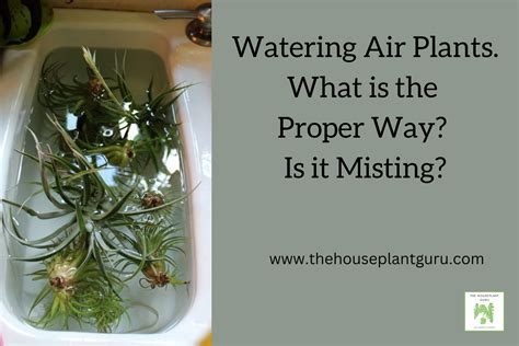 Watering Air Plants. What is the Proper Way? Is it Misting?