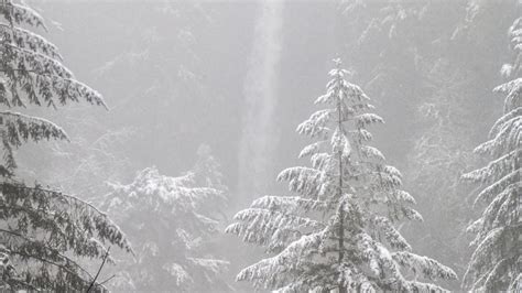 Wallpaper trees, forest, snow, winter, pine needles hd, picture, image
