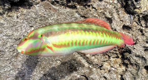 Slippery Dick | Mexican Fish.com
