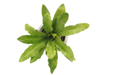 Buy Bird's Nest Fern Plants Online, Order for Asplenium Nidus Plants in ...