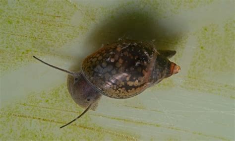 Are Bladder Snails Asexual at Maddison Cadman blog