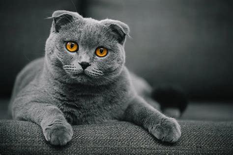 Complete List of Cat Profiles - Cat Breeds in India – GoofyTails