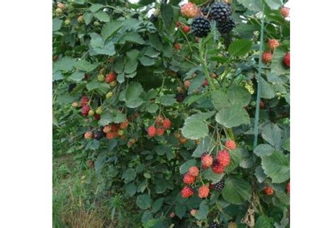 树莓种植技术及条件，树莓种植条件和区域