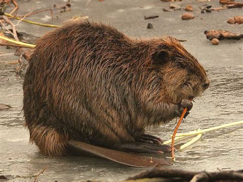 Canada's National Animal