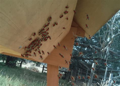 Count with Raspberry Pi Project 的图像结果