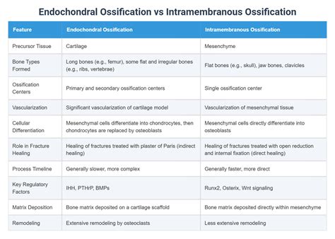 Endochondral Ossification vs Intramembranous Ossification