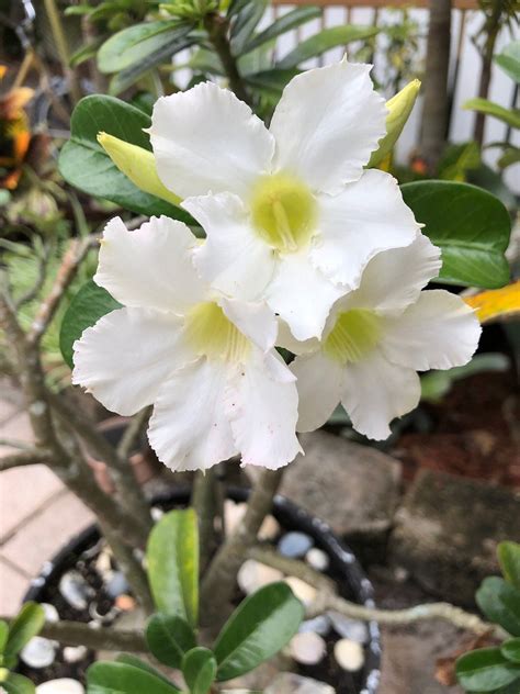 SUNSPORT GARDENS FAMILY NATURIST RESORT - Updated 2025 Hotel Reviews ...