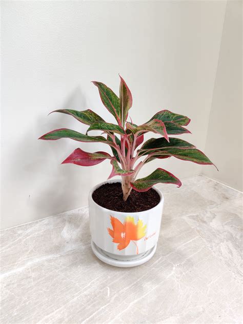 Aglaonema Lipstick Plant: Perfect Corporate Gift – ChhajedGarden.com