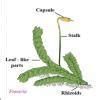 Write the division of given plants.Irrespective of differences in their ...