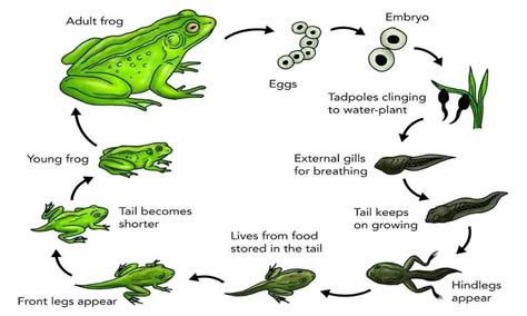 draw labelled diagram of life history of frog and identify forms are ...