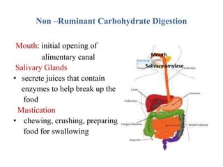 Non-Ruminant Animal Digestive System 的图像结果