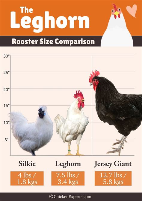 Leghorn Chicken – America's Record-Breaking Egg Layer 🏆 - chickenexperts