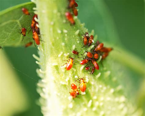 5 Ways to Get Rid of Aphids on Milkweed