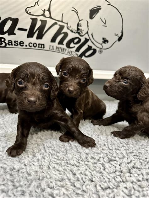 BOYKIN SPANIEL PUPPIES
