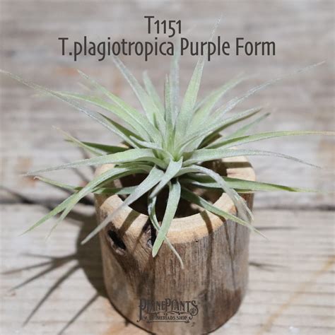 【送料無料】plagiotropica Purple Form〔エアプランツ〕現品発送T1151 | plane plants