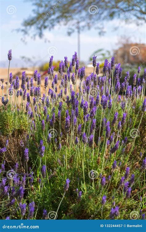 Blossom of Purple Lavender Plant in Garden Stock Image - Image of ...