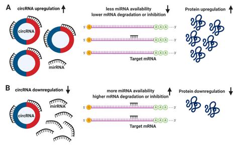 A Guide to the Short, Long and Circular RNAs in Hypertension and ...