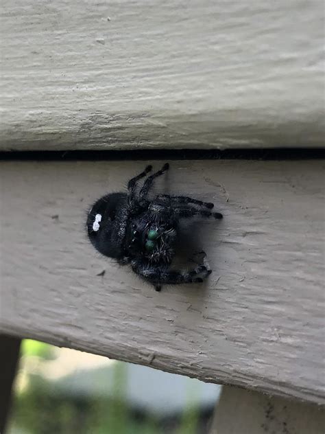Black spider with white dot and iridescent mouth : r/whatsthisbug