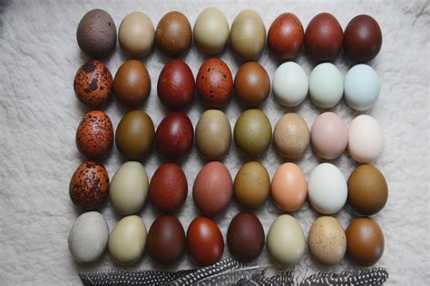 Cuckoo Maran Eggs