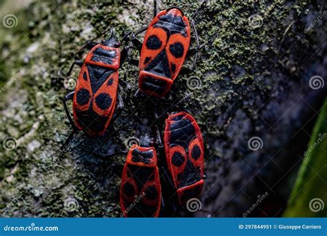 The Black Red Bug (Pyrrhocoris Apterus Linnaeus, 1758) Stock Image ...