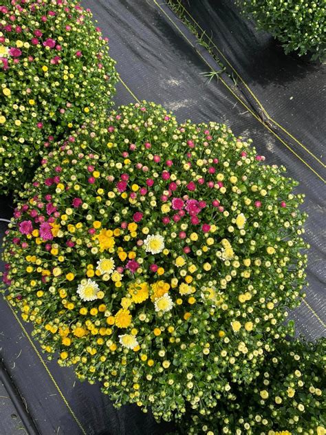Fall Decorations | White House Pumpkin Patch