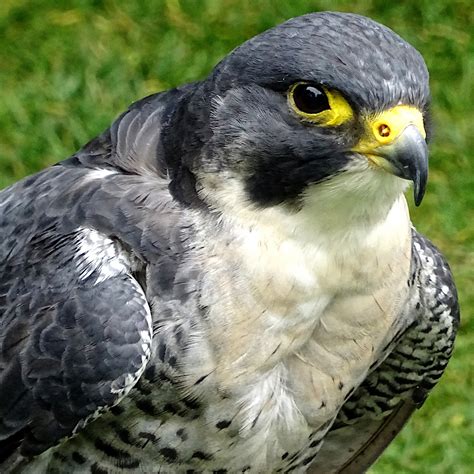 Pet Falcon Bird Free Stock Photo - Public Domain Pictures