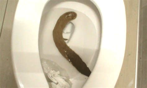 Image result for Poop Out of a Tree