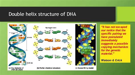 DNA 的图像结果