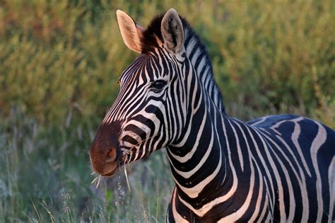 Definitive Guide To Burchell's Zebra Facts, Habitat, Conservation Status, Zoo Populations ...