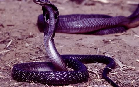 Two die in separate Kerala snakebite incidents amid rising encounters