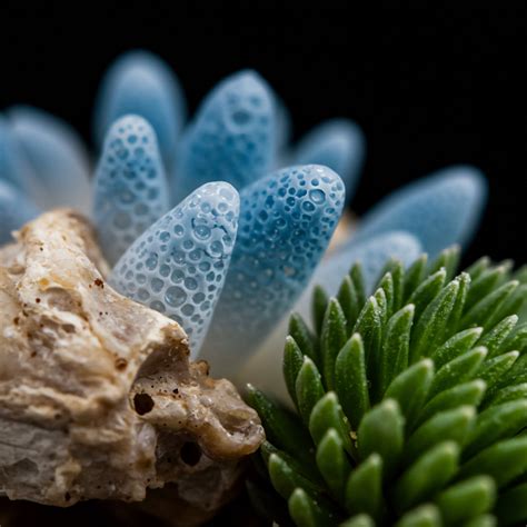 Existential Threats → Term