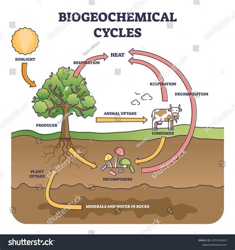 Simple Sulfur Cycle Diagram