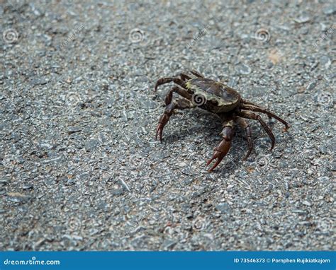 Walking crab stock image. Image of crab, blue, claw, sunny - 73546373