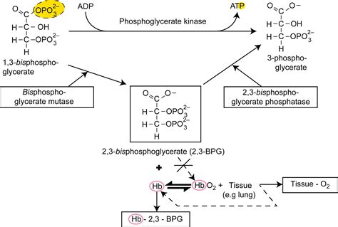 Glycolysis and Gluconeogenesis - Clinical Tree